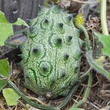 Jelly Melon Cucumis melo seeds for garden planting